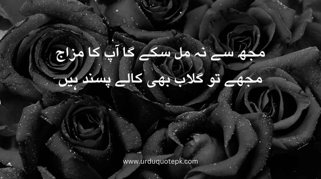 A image of black rose with attitude quote in urdu.