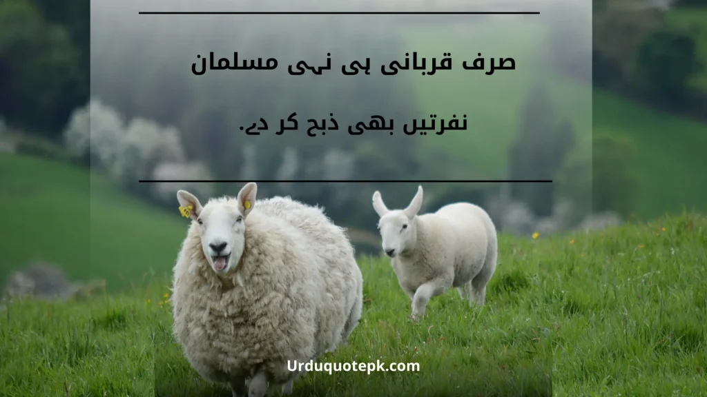 Best 20 Eid Ul Adha Quotes In Urdu | Festive & Heartfelt